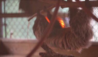 FWC to form task force following sloth deaths tied to Sloth World