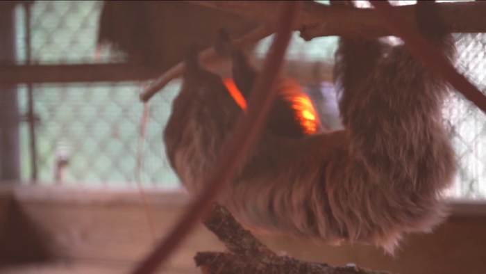 FWC to form task force following sloth deaths tied to Sloth World