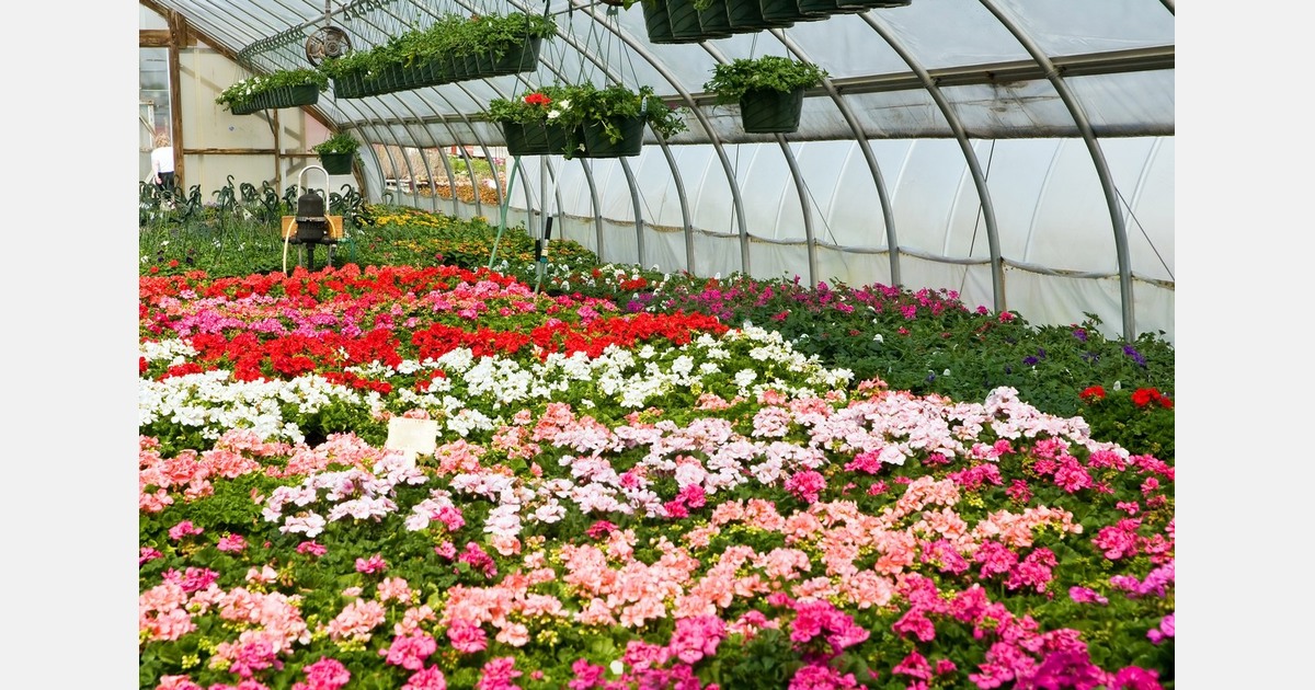 That Flower Feeling announces Fort Lauderdale consumer activation and volunteer call