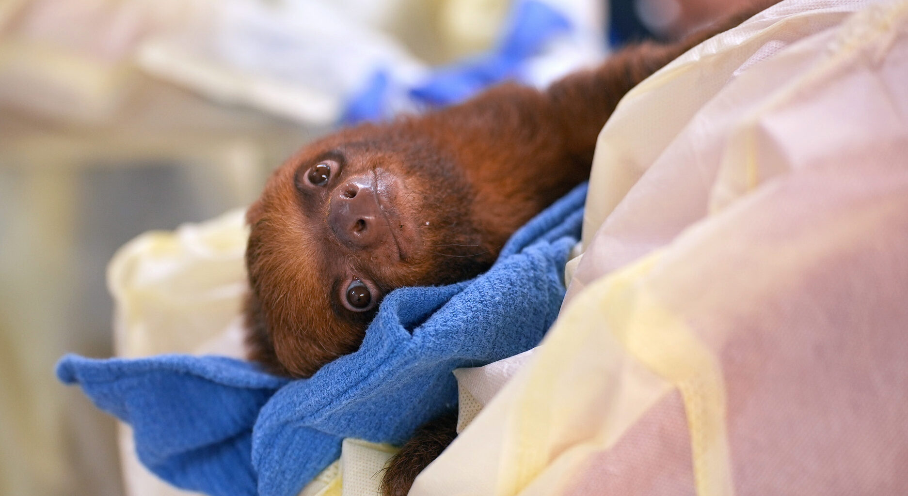 The medical team at Central Florida Zoo & Botanical Gardens treats a sloth received from Sloth World, where dozens of the animals died. Credit: Central Florida Zoo & Botanical Gardens