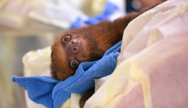 The medical team at Central Florida Zoo & Botanical Gardens treats a sloth received from Sloth World, where dozens of the animals died. Credit: Central Florida Zoo & Botanical Gardens