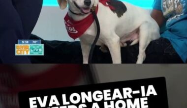 Eva Longear-ia needs a home! 🐶🏡