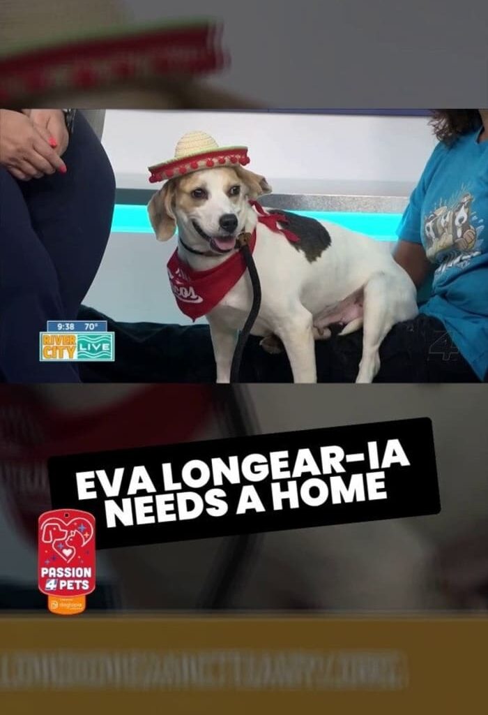 Eva Longear-ia needs a home! 🐶🏡
