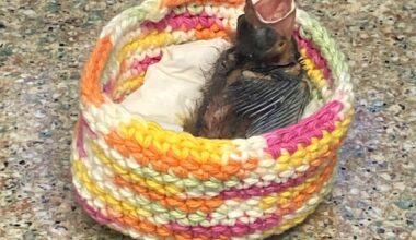CROW seeks handmade nests to comfort baby wildlife patients | News, Sports, Jobs