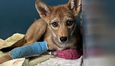 Coyote pup hit by vehicle receiving critical care at CROW