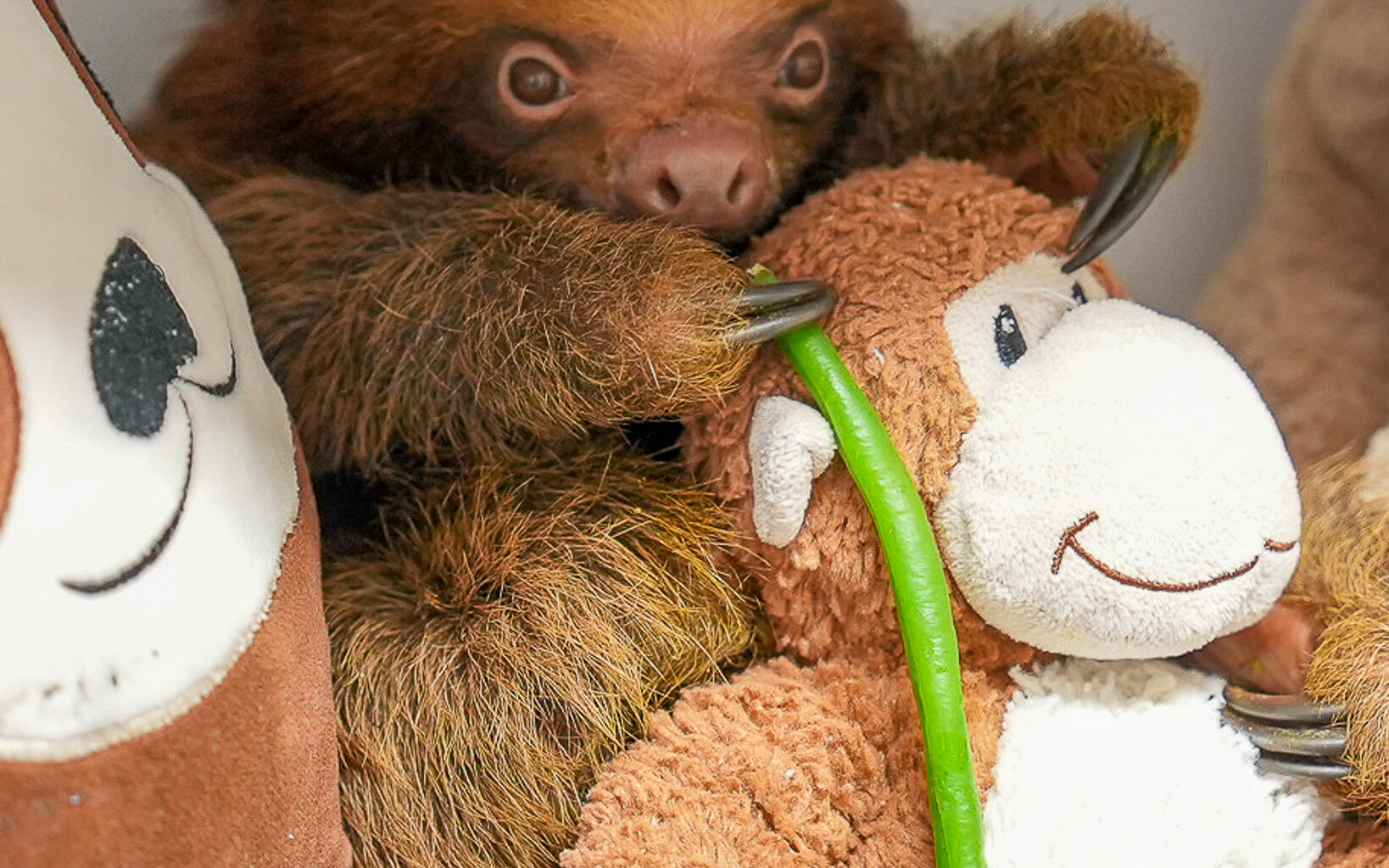Florida to pause sloth imports after 55 deaths tied to Sloth World