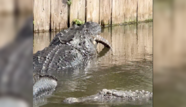 VIDEO: Alligator chows down on smaller alligator in Florida wildlife park