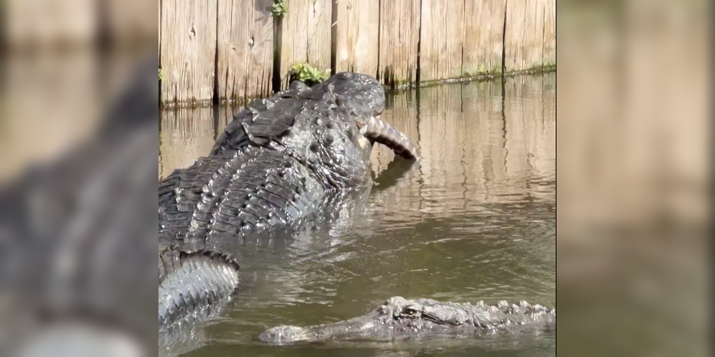 VIDEO: Alligator chows down on smaller alligator in Florida wildlife park
