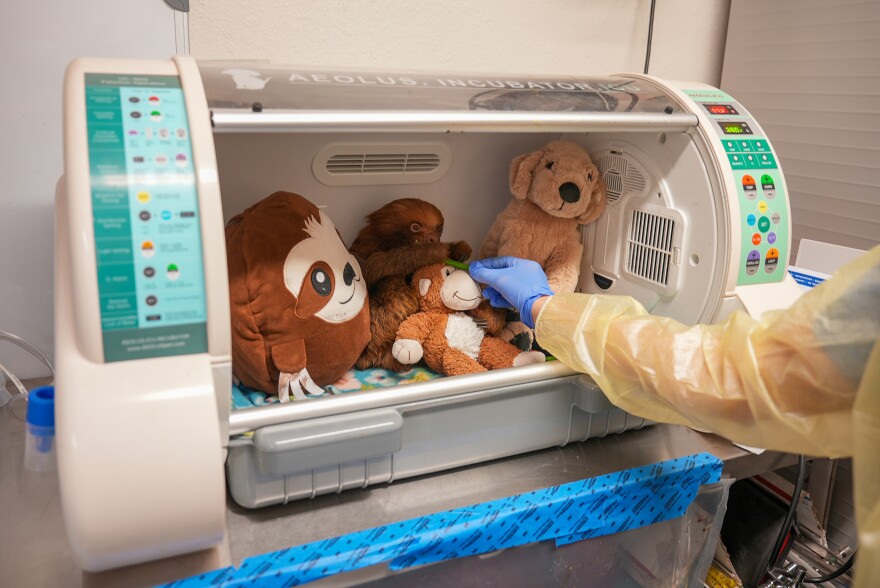 Mr. Ginger grabs a green bean from where he sits among some stuffed animals in an incubator at the zoo.