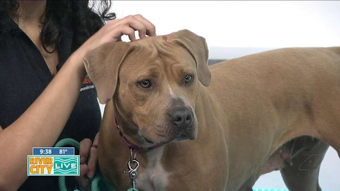 Passion 4 Pets: Elizabeth is looking for her furever home