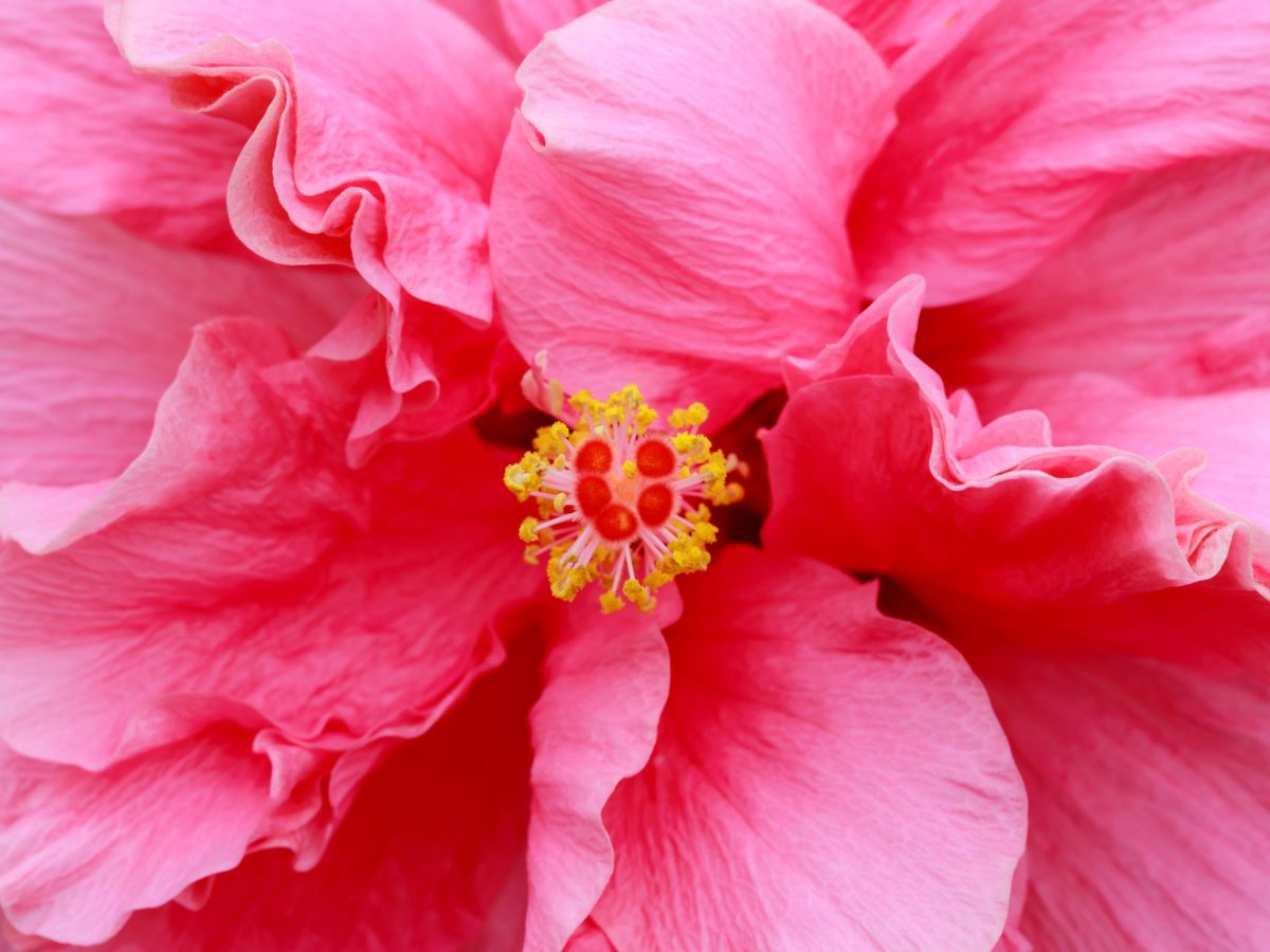 Hibiscus show promises big blooms in St. Pete this weekend