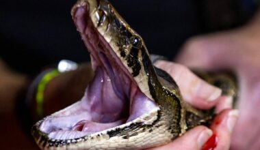 2026 Florida Python Challenge registration begins