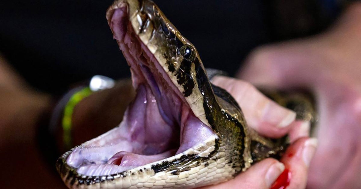 2026 Florida Python Challenge registration begins