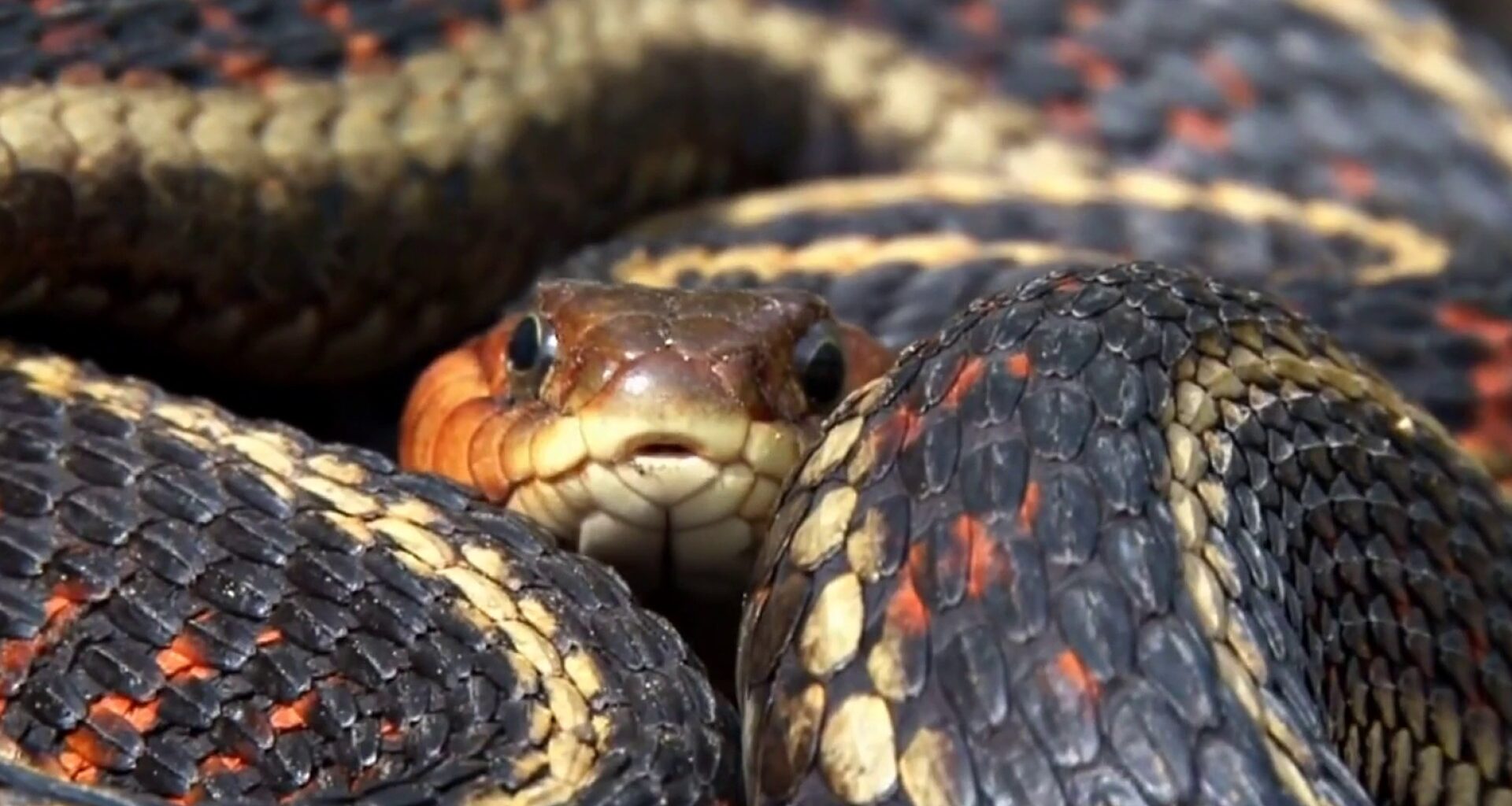 Most snake bites in Florida & Georgia aren’t deadly, but certain actions can make a bite wound worse