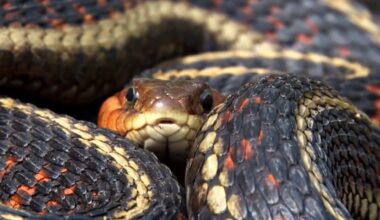 Most snake bites in Florida & Georgia aren’t deadly, but certain actions can make a bite wound worse