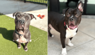 Broward Shelter Dogs Rylo, Titus Urgently Need Homes Before Deadline – Coral Springs Talk