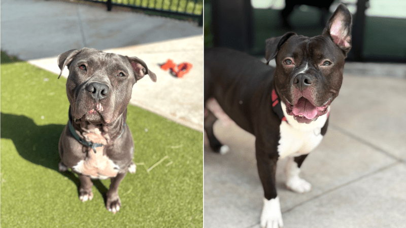 Broward Shelter Dogs Rylo, Titus Urgently Need Homes Before Deadline – Coral Springs Talk