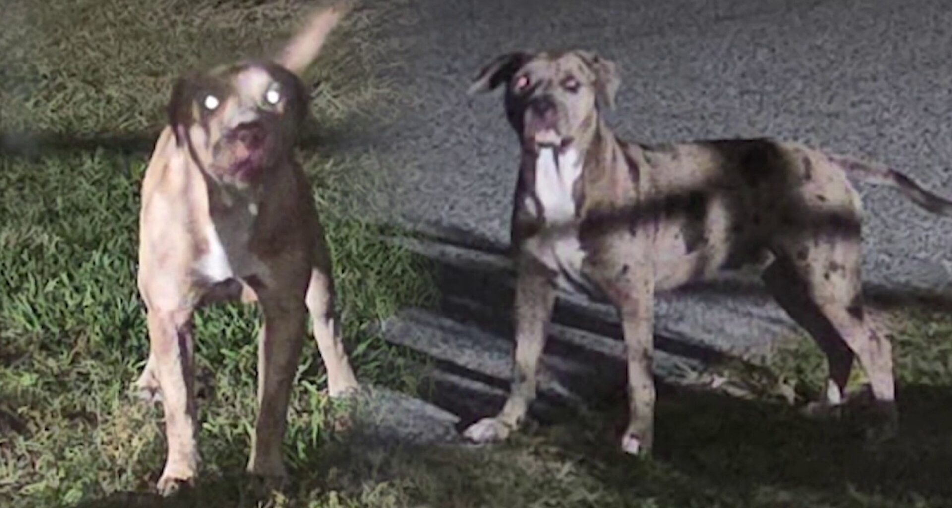 Florida neighbors say loose dogs reported to animal services before woman killed in street