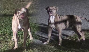 Florida neighbors say loose dogs reported to animal services before woman killed in street