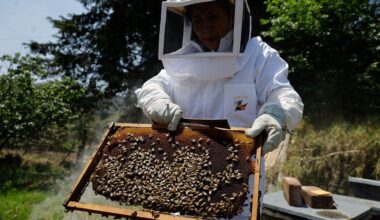 Florida community first to install AI robotic beehives to save colonies