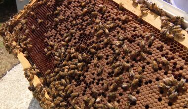 AI robotic beehives deployed in Pasco County farm community