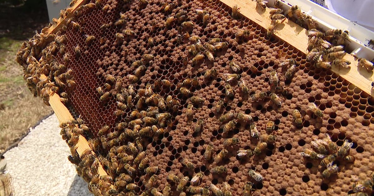 AI robotic beehives deployed in Pasco County farm community