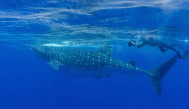 Offshore Tampa Bay may be a key whale shark feeding ground. Have you seen them?