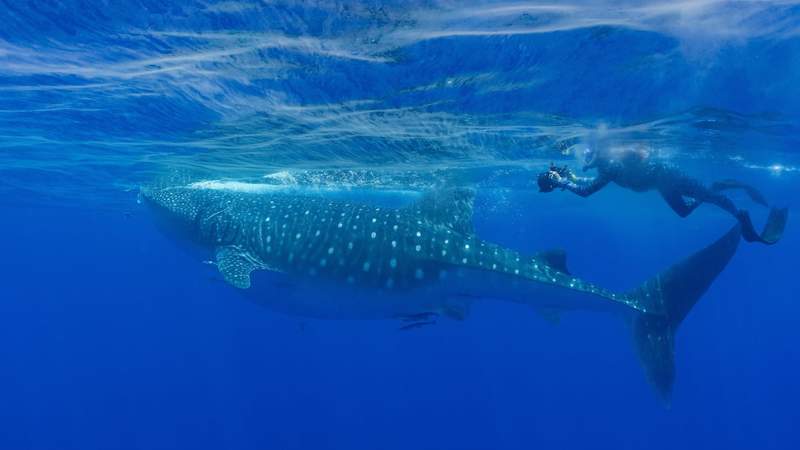 Offshore Tampa Bay may be a key whale shark feeding ground. Have you seen them?