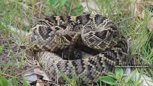 Florida residents warned to stay safe as snake activity increases