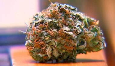 TSA allows medical marijuana through airport security, but Florida laws still apply