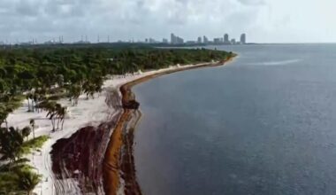 Beach events set for South Florida's Memorial Day weekend amid environmental concerns and increase in sargassum