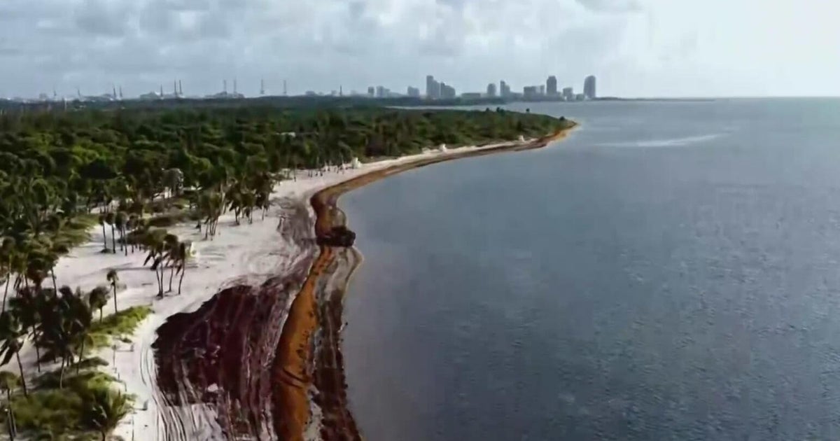 Beach events set for South Florida's Memorial Day weekend amid environmental concerns and increase in sargassum