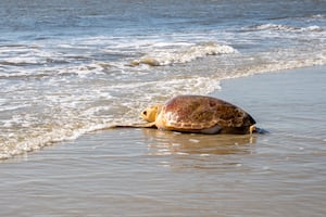 Jacksonville University launches Turtle Research and Conservation Initiative