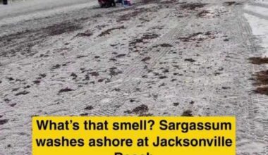 What’s that smell? Sargassum washes ashore at Jacksonville Beach