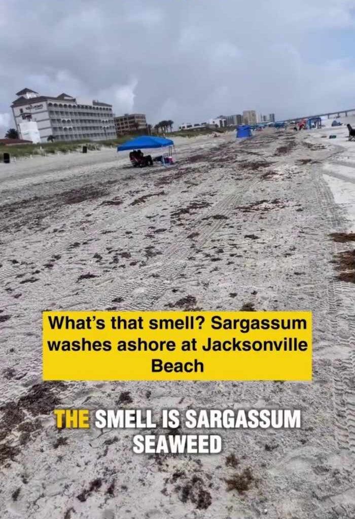 What’s that smell? Sargassum washes ashore at Jacksonville Beach