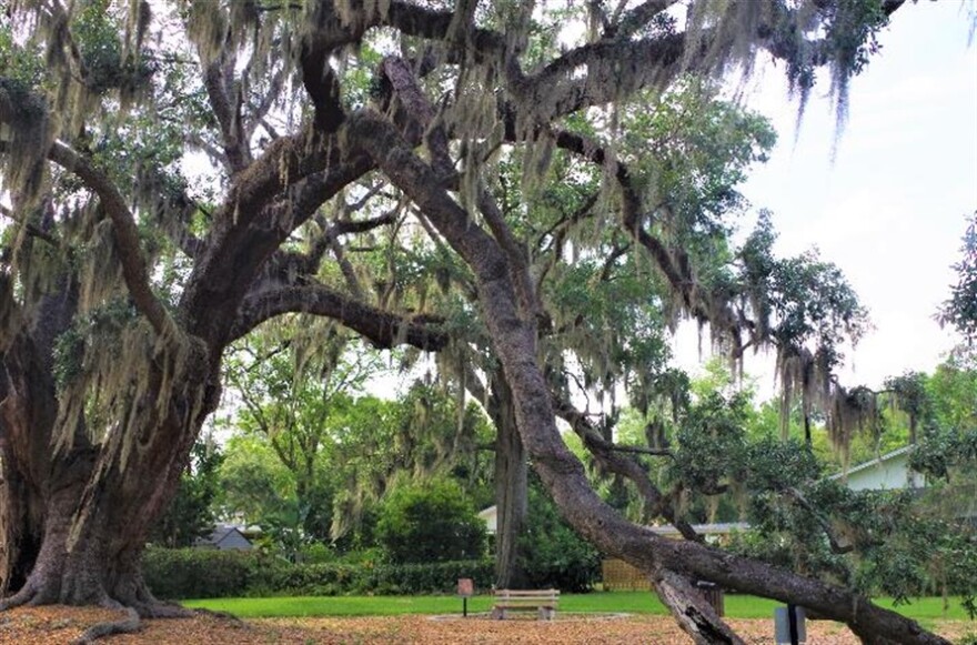 Big Tree Park in Orlando's Park Lake/Highland area features one of the oldest trees in the city, at likely between 350-400 years old.