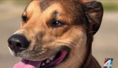 Military veteran ost service dog after she was hit by truck in Jacksonville. Needs help to find her