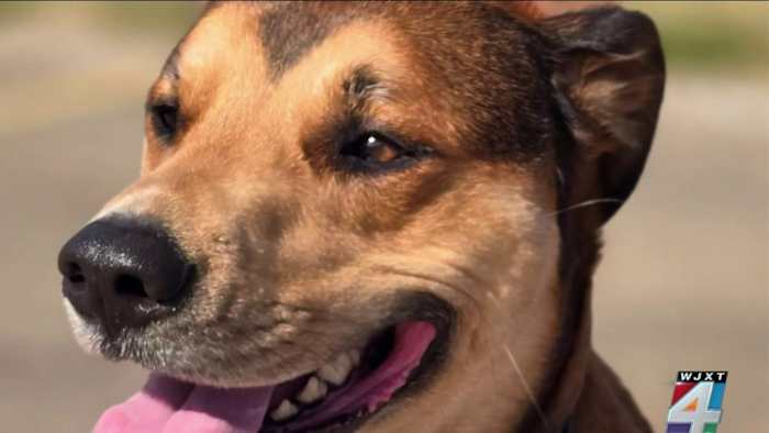 Military veteran ost service dog after she was hit by truck in Jacksonville. Needs help to find her