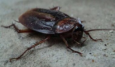 Over 100 roaches, hundreds of droppings discovered at Orlando Chinese restaurant