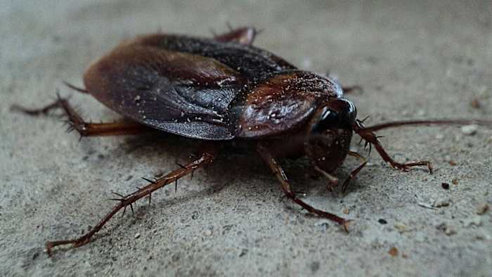 Over 100 roaches, hundreds of droppings discovered at Orlando Chinese restaurant