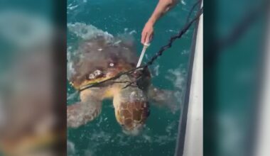 Florida charter boat captain rescues sea turtle stuck in fishing trap off Venice Pier