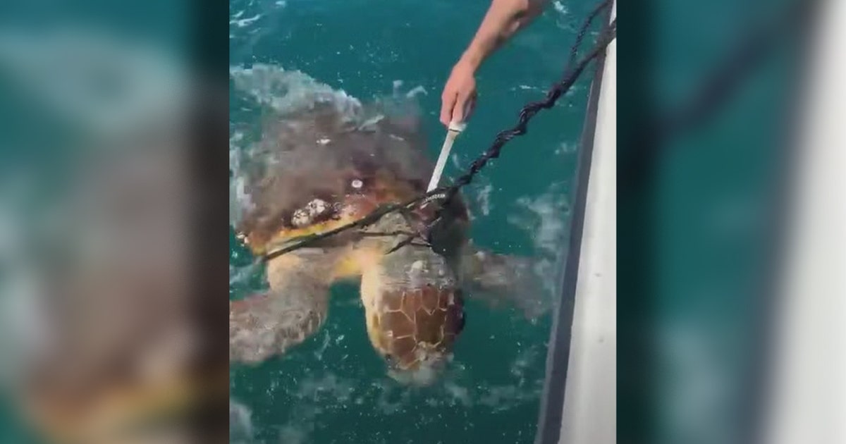 Florida charter boat captain rescues sea turtle stuck in fishing trap off Venice Pier