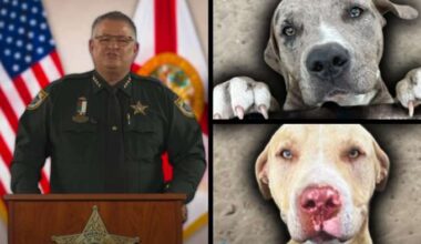 Brevard County sheriff discusses deadly dog attack in Central Florida