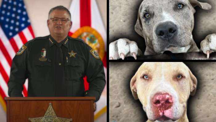 Brevard County sheriff discusses deadly dog attack in Central Florida