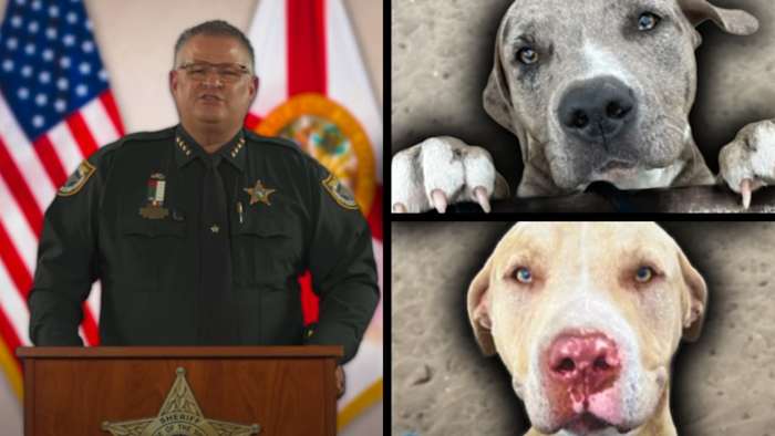 Owner arrested after loose dogs maul Central Florida woman to death, sheriff says