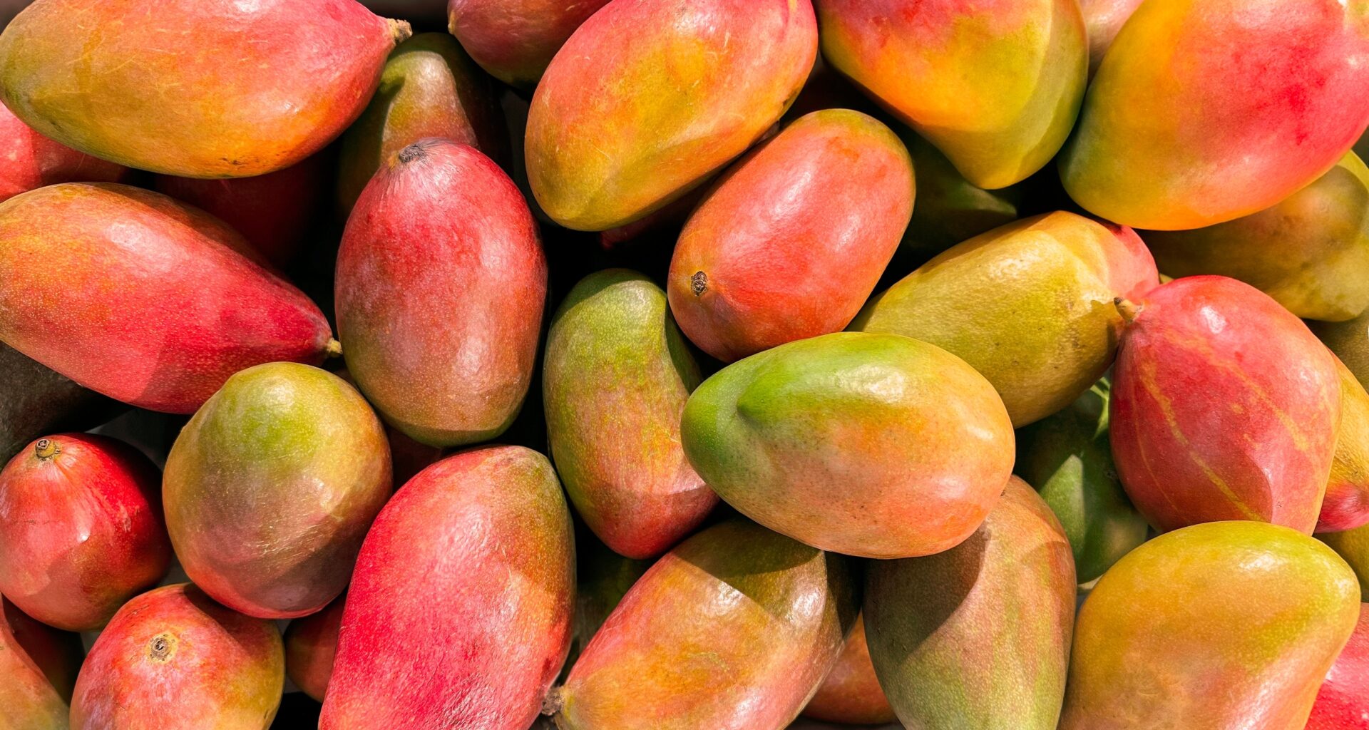 Zak The Baker’s Mango Trade Returns to Miami: How to Swap Mangoes for Bread