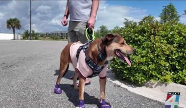 Iowa veteran credits Jacksonville community with helping find service dog lost for 5 days