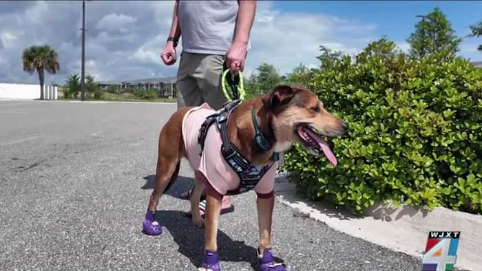 Iowa veteran credits Jacksonville community with helping find service dog lost for 5 days