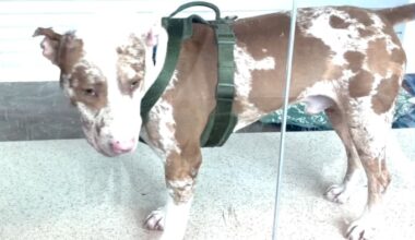 Broward animal shelter hits capacity, waives adoption fees under emergency campaign