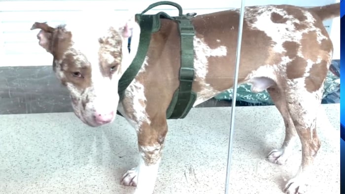 Broward animal shelter hits capacity, waives adoption fees under emergency campaign